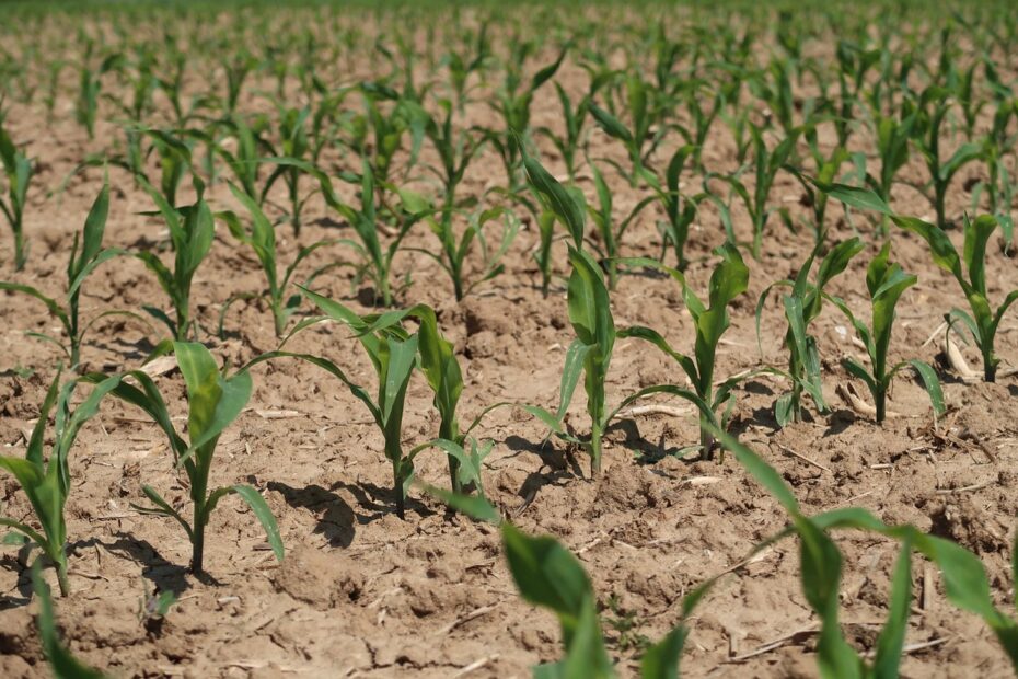 Zabiegi przedwschodowe — jaki środek na chwasty w kukurydzy zastosować?