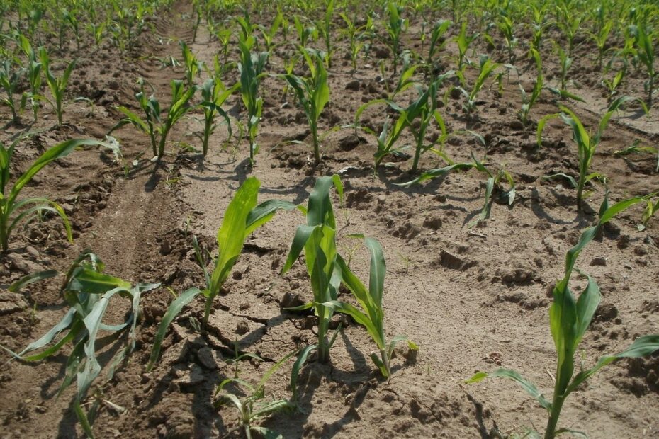 Nikosulfuron — ważny element technologii zwalczania chwastów w kukurydzy